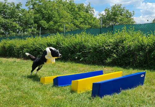 Psi-agility-skok-long-jump